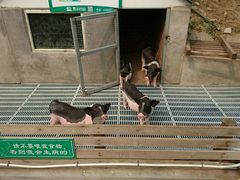 -北京鹿世界主题园