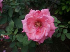 iphone_upload_pic-亚龙湾国际玫瑰谷
