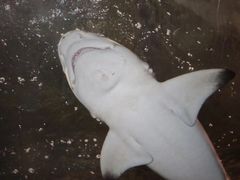 -锦艺城海洋馆