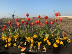 -荷兰花海