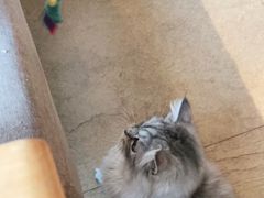 -猫咖时代(中山亭店)