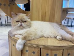 -Heymao猫咖.咖啡厅(东门店)
