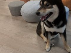 -柴迷FANS CLUB·柴犬狗咖·猫咖