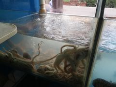 -原味蒸汽海鲜(嵊泗店)