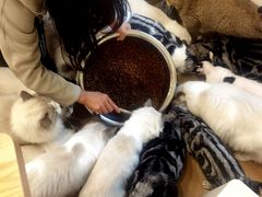 -有喵·猫咖·狗咖·30几只猫10只小狗(岗厦店)