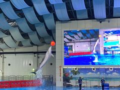 -合肥海洋世界