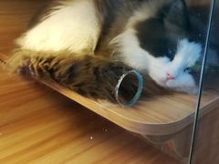 -猫十亿·布偶金渐层·曼基康矮脚猫舍(青年路店)
