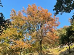 -广州市石门国家森林公园