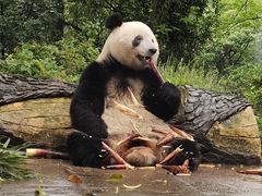 -中国大熊猫保护研究中心雅安碧峰峡基地