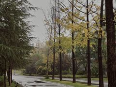 -铁山坪森林公园