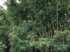 -香竹农庄•传统竹筒饭(十年店)