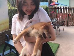 -柴犬高等学院·狗咖·柴犬售卖·宠物训练