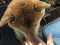 -柴犬高等学院·狗咖·柴犬售卖·宠物训练