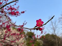 -梅花山(明孝陵内)