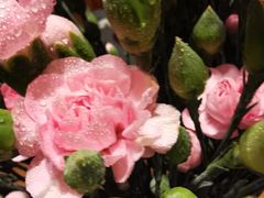 -循礼门鲜花花市(武汉循礼门店)