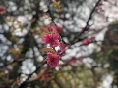 -武汉大学-樱园