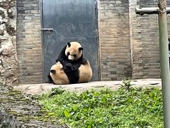 -都江堰中华大熊猫苑