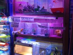 -山东柏宁水族批发广场