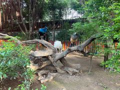 -广州长隆飞鸟乐园