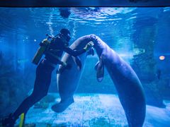 -烟台海昌鲸鲨海洋公园