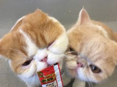 -飞行喵MR PILOT|猫舍·猫咖(静安大融城店)