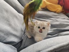 -翊宠yipet猫狗购宠庄园犬舍•猫舍