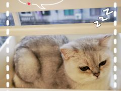 -怪兽屋·羊驼·猫咖·狗咖(俊华广场店)