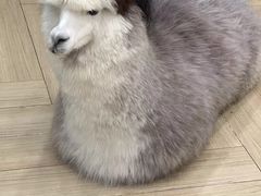 -安格丽娜·狗咖·猫咖羊驼咖(春熙路百盛商场店)