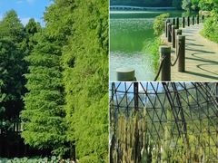 -深圳仙湖植物园