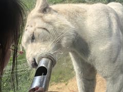 -西霞口神雕山野生动物世界