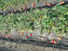 -胜丰草莓采摘园