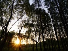 -昆山城市生态森林公园