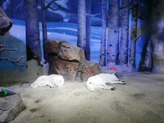 -芜湖新华联大白鲸海洋公园