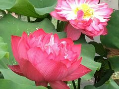 -陈家山荷花公园