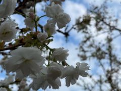 -天适樱花悠乐园