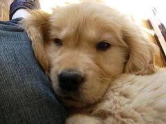 -伟伟宠物医院·CT影像中心·瑞派犬猫综合性门诊(汉口总院)
