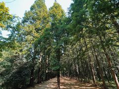 -日照海滨国家森林公园