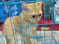 -瑞派旺宝宠物医院·犬猫全科综合·尿道专科(莲兴院)