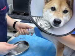 -关爱宠物医院·猫科中心·消化科(滨湖万达分院)