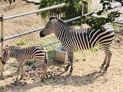-青藏高原野生动物园
