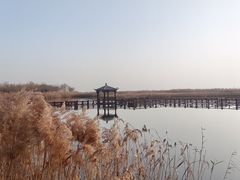 -南大港湿地风景区
