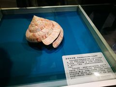 -青岛贝壳博物馆