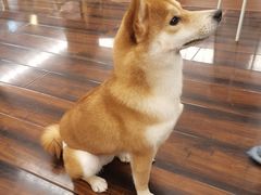 -豆柴町-柴犬主题狗咖(红鼎国际C座店)