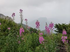 -白草畔自然风景区