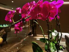 -桃花源中餐厅(金茂豪华精选酒店)