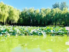 -团结湖公园
