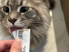 -楼上猫咖(罗湖店)