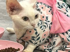 -楼上猫咖(罗湖店)