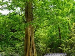 -青城山