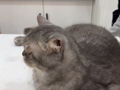 -喵园·猫主题咖啡厅·撸猫·猫咖(国贸店)